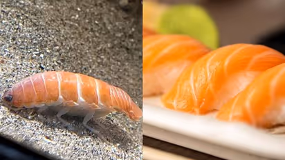 കണ്ടാൽ സാൽമൺ സുഷി തന്നെ, താരമായി അക്വേറിയത്തിലെ ഈ ജീവി, കാണാനായി സന്ദർശകരുടെ ഒഴുക്ക്