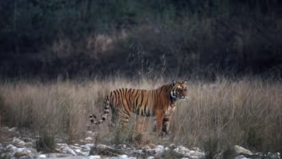 కొమురం భీం జిల్లాలో పెద్ద పులి సంచారం.. భయాందోళనలో స్థానికులు, రంగంలోకి అటవీశాఖ