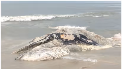 ഒറ്റമശേരിയില് തിമിംഗലത്തിന്റെ ജഡം അടിഞ്ഞു