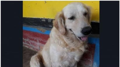 നായയെ കൊന്നവരെക്കുറിച്ച് വിവരം നല്കിയാല് 60,000 രൂപ പ്രതിഫലം!