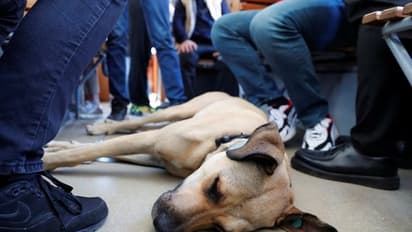 యజమానులకోసం కుక్క ప్రాణత్యాగం.. కంటతడి పెట్టిస్తున్న శునకం ‘నిజాయితీ’..