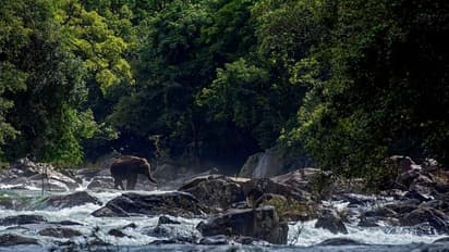 'കാട്ടരുവി മുറിച്ച് കടക്കുന്ന ആനയ്ക്ക്' കേരളാ വനംവകുപ്പ് വന്യജീവി ഫോട്ടോഗ്രഫി മത്സരത്തില്‍ ഒന്നാം സമ്മാനം