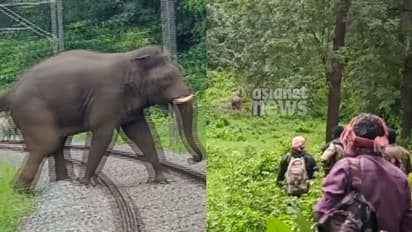 കഞ്ചിക്കോട് റെയിൽപാളത്തിൽ കാട്ടാന, വാളയാറിൽ കാട്ടിലകപ്പെട്ട പൊലീസിനെ തിരയുന്ന സംഘത്തിന് മുന്നിലും ആന