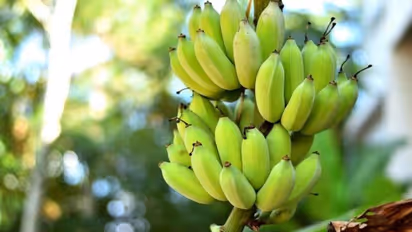 'ಬಾಳೆಹಣ್ಣಿ'ನಿಂದ ಗಾಯಗೊಂಡಾತನಿಗೆ ಸಿಕ್ತು 4 ಕೋಟಿ ರೂ. ಪರಿಹಾರ!