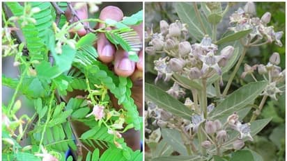 ఈ మొక్కలను ఇంట్లో పెంచుతున్నారా.. అయితే ఆర్థిక సమస్యలు గ్యారంటీ?