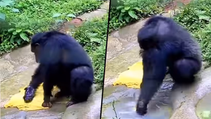 Intelligent Chimpanzee washes clothes with soap and brush-like humans; watch video