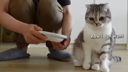 അങ്ങനെയല്ല, ഭക്ഷണം ഇങ്ങനെ തരണം, വൈറലായി പൂച്ചയുടെ ക്യൂട്ട് വീഡിയോ