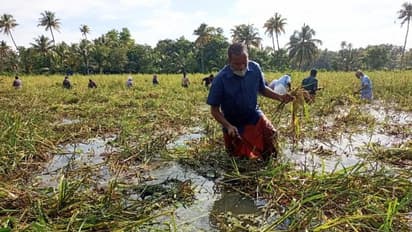 കൊയ്ത്തുപാട്ടിന്റെ താളത്തിൽ മന്ത്രിയും ഇറങ്ങി; ആവേശത്തിമിർപ്പിൽ വിളവെടുപ്പ്
