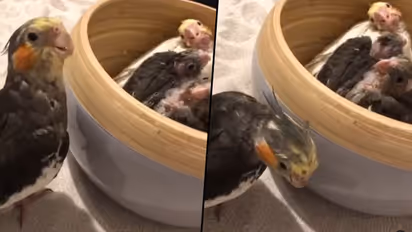 Watch: Parrot plays peekaboo with baby birds; video goes viral