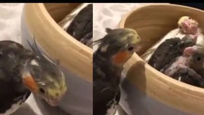 കുഞ്ഞുങ്ങൾക്കൊപ്പം 'ഒളിച്ചേ, കണ്ടേ' എന്ന് പറഞ്ഞ് കളിക്കുന്ന തത്ത, വൈറലായി വീഡിയോ