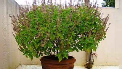 Astrological Tips: ভুলেও এই দিনগুলোতে তুলসী গাছে জল দেবেন না, জেনে নিন কী ক্ষতি হতে পারে