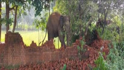 गुस्से में गजराज: जब झुंड से बिछड़ा हाथी तो जमकर मचाया उत्पात, पटक-पटककर 5 लोगों को मार डाला