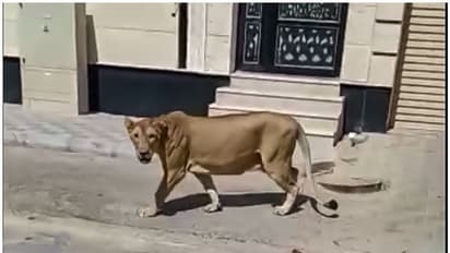 ജനങ്ങളെ പരിഭ്രാന്തരാക്കി സൗദി അറേബ്യയിലെ തെരുവിൽ സിംഹം - വീഡിയോ