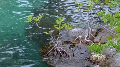 സമുദ്രത്തിൽ നിന്ന് 200 കിലോമീറ്റർ അകലെ അമ്പരപ്പിച്ച് കണ്ടൽക്കാടുകൾ, ഒടുവിൽ ആ രഹസ്യം കണ്ടെത്തി