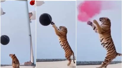 പാര്ട്ടി 'കൊഴുപ്പിക്കാന്' കടുവയും; ദമ്പതികള്ക്കെതിരെ സോഷ്യല് മീഡിയയില് രോഷം