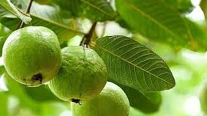 guava