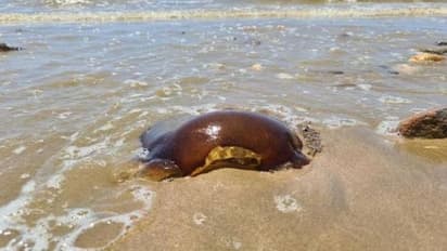 ഓസ്ട്രേലിയൻ തീരത്ത് വിചിത്രരൂപത്തിലുള്ള ജീവി, എന്തായിരിക്കുമെന്ന് സോഷ്യൽ മീഡിയയിൽ ചർച്ച