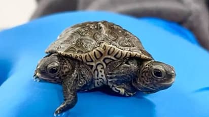 രണ്ട് തലയുള്ള ആമക്കുഞ്ഞ്, രണ്ട് നട്ടെല്ലുകളുണ്ടെന്നും കരുതുന്നു, കൂടുതല് പഠനത്തിന് സിടി സ്കാന്