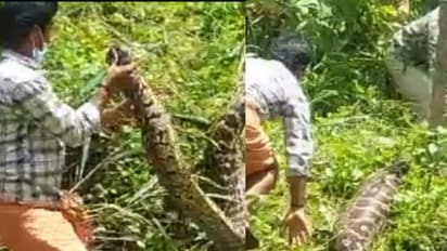 കിളിമാനൂരിൽ പട്ടിയെ വിഴുങ്ങി മയക്കത്തിലായ പെരുമ്പാമ്പിനെ നാട്ടുകാർ പിടികൂടി വനംവകുപ്പിൽ ഏൽപിച്ചു