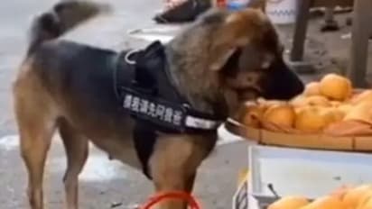 ഷോപ്പിംഗ് ചെയ്യാന് വളര്ത്തുപട്ടികള്; കൗതുകമായി വീഡിയോ