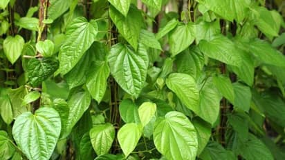 Paan Ka Patta: Life-changing benefits of betel leaf you didn’t know about
