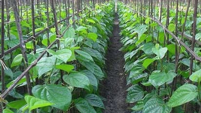 ಭಾರೀ ಮಳೆಗೆ ವೀಳ್ಯದೆಲೆ ತೋಟವೇ ಸತ್ಯಾನಾಶ: ಕಂಗಾಲಾದ ರೈತರು..!