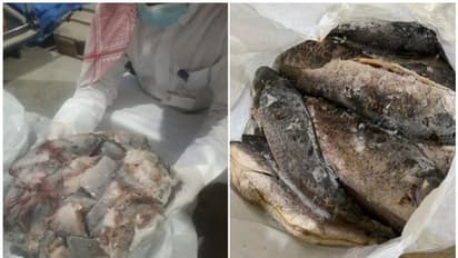 ഖത്തറില് പഴകിയ മത്സ്യങ്ങളുടെ വന് ശേഖരം പിടിച്ചെടുത്തു