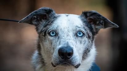 കാട്ടുതീയില്‍ നിന്ന് നൂറ് കോലകളെ രക്ഷിച്ച 'ബിയറി'ന് ധീരതയ്ക്കുള്ള ബഹുമതി