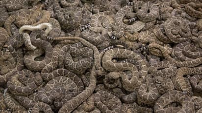 షాకింగ్.. ఇంట్లోని బాత్రూంలో 60 పాములు, 75 గుడ్ల పెంకులు..