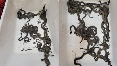 വീടിനടിയിൽ നിന്ന് കണ്ടെത്തിയത് തൊണ്ണൂറിലധികം വിഷപ്പാമ്പുകളെ!