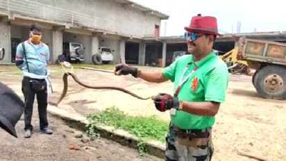 সাপ ধরা নেশা, সাপ না মারার বার্তা নিয়ে রাজ্যে রাজ্যে ঘুরে বেড়ান 'স্নেক সেভার' আনসারি