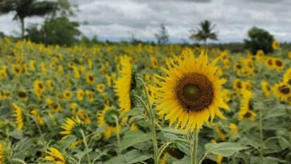 നൂറിലധികം ഏക്കര് തരിശുനിലം പച്ചപ്പ് കൊണ്ട് നിറച്ചു, കാടും മൃഗങ്ങളും പക്ഷികളും കൃഷിയും, ഇത് വനാന്തര