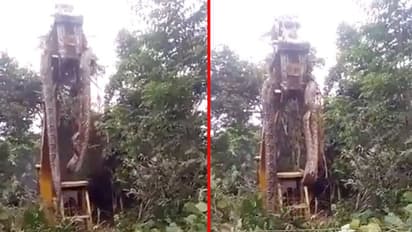 अब तक ना देखा होगा ऐसा अजगर: धनबाद में मिला 100 Kg का अजगर, उठाने के लिए बुलानी पड़ी जेसीबी, देखें Video