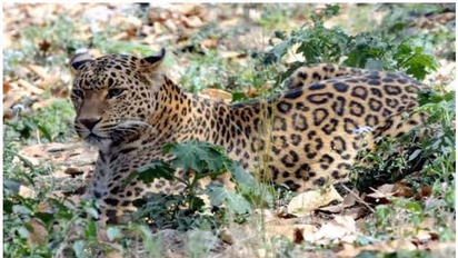 16 വയസ്സുകാരിയെ പുള്ളിപ്പുലി കടിച്ചുകൊന്നു