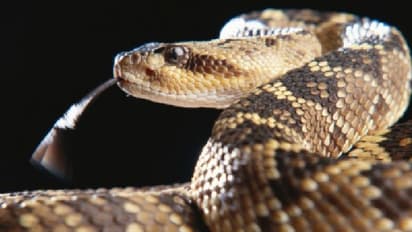 বাড়িতে কিলবিল করছে বিষধর সাপ, রেটলস্নেক ধরতে গিয়ে রীতিমত কালঘাম ছুটে গেল