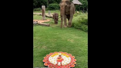 കുസൃതിക്കുറുമ്പന്‍ ;  കഴിക്കാനായി വച്ച ഭക്ഷണത്തില്‍ ഉരുണ്ട് വീണ് ആനക്കുട്ടി