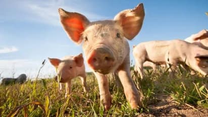 റൺവേകൾക്കിടയിലെ സ്ഥലത്ത് കൃഷി ചെയ്തു, വിളതിന്നാൻ പക്ഷികളുംമൃഗങ്ങളും, പക്ഷികളെ ഓടിക്കാൻ 'നിയമിച്ച'ത് പന്നികളെ