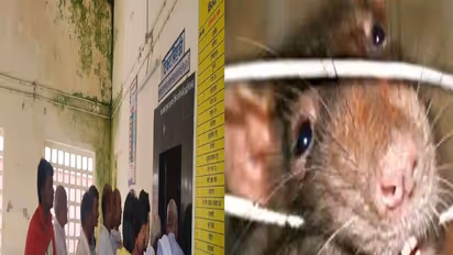 करामाती चूहों ने रेलवे को लगाया चूना, बिना टिकट यात्रा करने को मजबूर हुए लोग, जानें क्या है मामला..