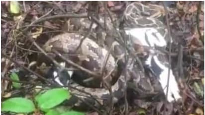 വീട്ടുവളപ്പിൽ കെട്ടിയിട്ട ആടിനെ വിഴുങ്ങി പെരുമ്പാമ്പ്, ആദ്യകാഴ്ചയിൽ ഞെട്ടി നാട്ടുകാർ, ഒടുവിൽ പിടികൂടി