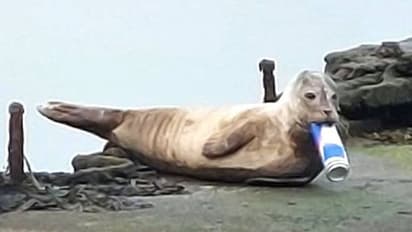 താടിയെല്ലിൽ ടിൻ കുടുങ്ങി, കടൽനായയ്ക്ക് ഒരാഴ്ചത്തെ ദുരിതം, സമ്മാനിച്ചത് മനുഷ്യരുടെ വിവേകമില്ലാത്ത പെരുമാറ്റം