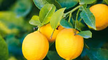 Lemon Leaves Benefits: ನಿಂಬೆ ಹಣ್ಣಿನಲ್ಲಿ ಮಾತ್ರವಲ್ಲ ಎಲೆಯಲ್ಲೂ ಇದೆ ಔಷಧಿ ಗುಣ