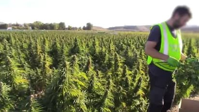 യൂറോപ്പിന്റെ ചരിത്രത്തിലെ തന്നെ ഏറ്റവും വലിയ കഞ്ചാവുകൃഷി, സെക്യൂരിറ്റി ക്യാമറകളടക്കം സന്നാഹം, ഞെട്ടി പൊലീസ്