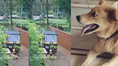 കണ്ണില്ലാത്ത ക്രൂരത; വളർത്തുനായയെ വാഹനം കയറ്റി കൊന്നയാള് അറസ്റ്റിൽ