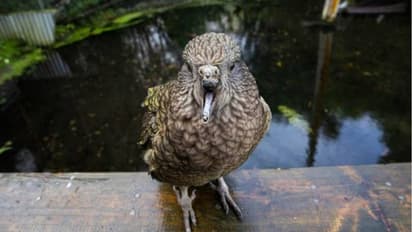 മുകൾഭാഗത്ത് കൊക്കില്ല, തൂവലുകൾ മിനുസപ്പെടുത്തുന്നതിനും, അഴുക്ക് കളയാനും തത്ത കണ്ടെത്തിയ മാർഗം