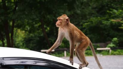 'വീട്ടമ്മയുടെ തലയിലേക്കു കല്ല് തള്ളിയിട്ടു' പാണ്ടനാട്ടിൽ വാനര ശല്യം, സഹികെട്ടു നാട്ടുകാർ