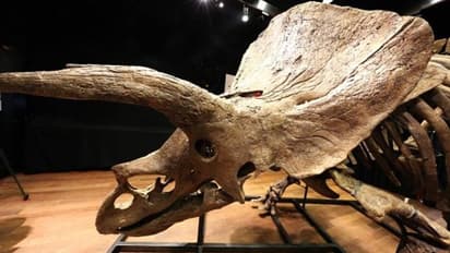 ബി​ഗ് ജോൺ, ദിനോസറിന്റെ അസ്ഥികൂടം, വില 57 കോടി!