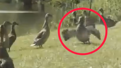 Watch: Duck’s impressive moonwalk will remind you of Michael Jackson; take a look