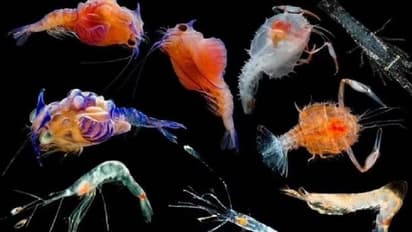 കണ്ടാൽ അന്യ​ഗ്രഹജീവികളെപ്പോലെ, സമുദ്രത്തിനടിയിൽ നിന്നും പുതിയ കണ്ടെത്തലുമായി ശാസ്ത്രജ്ഞർ