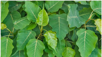 రావి ఆకుపై పేరు రాస్తే ఆ వ్యక్తిని వశీకరణ చెయ్యొచ్చా.. అసలు నిజాలు ఏంటంటే?