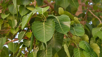 சனிக்கிழமை அன்று அசோக மரத்துக்கு விளக்கு ஏற்றி வழிப்பட்டால்.. மும்மூர்த்திகள் என்ன தருவார்கள் தெரியுமா? 